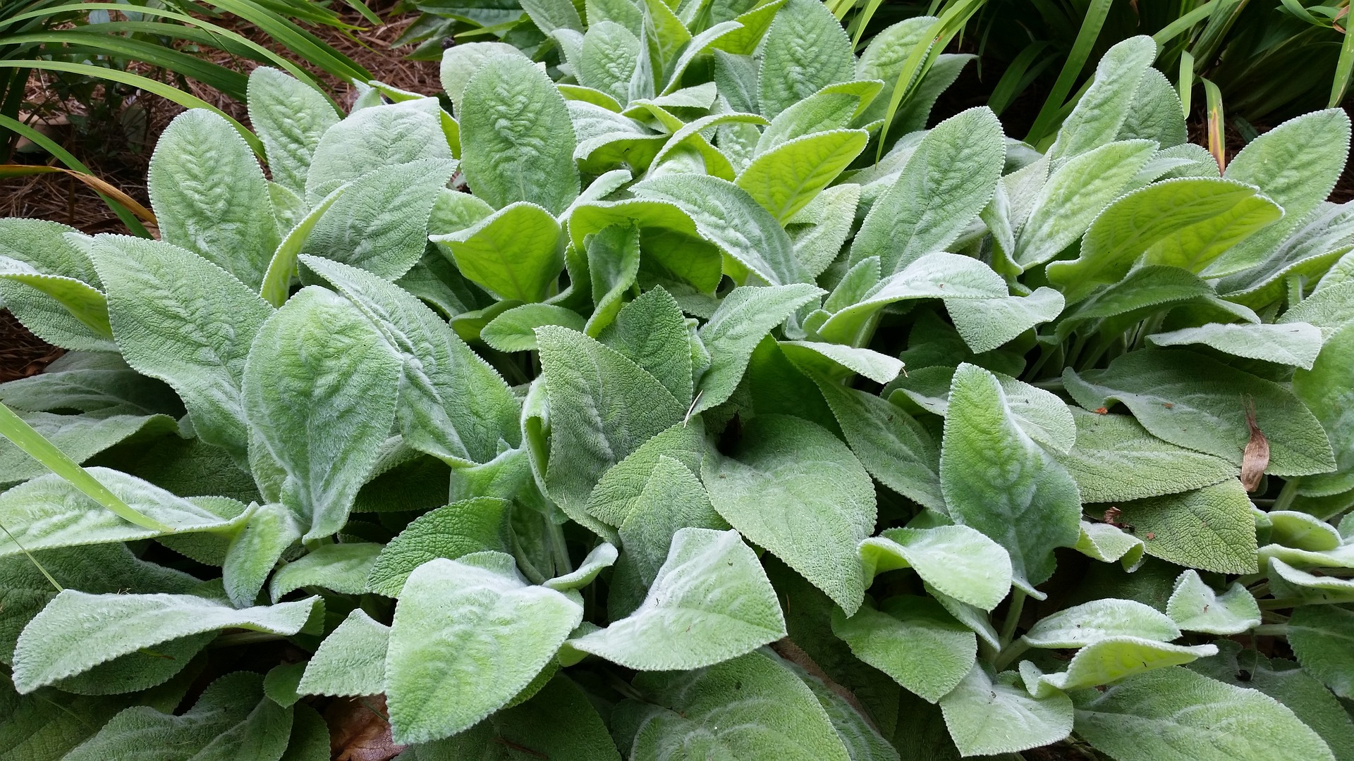 Lamb's ear leaves