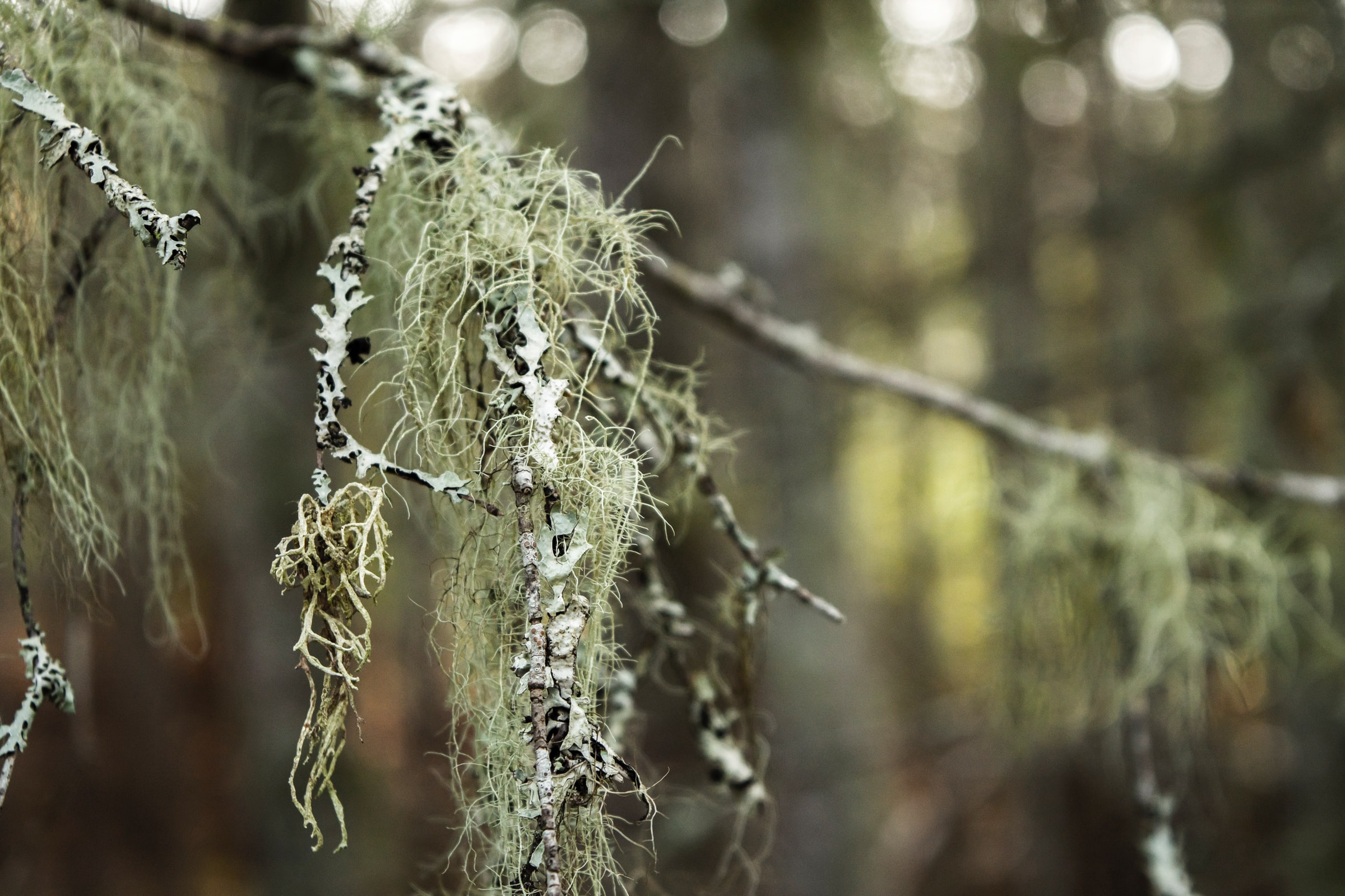 Spanish moss or old man's beard.