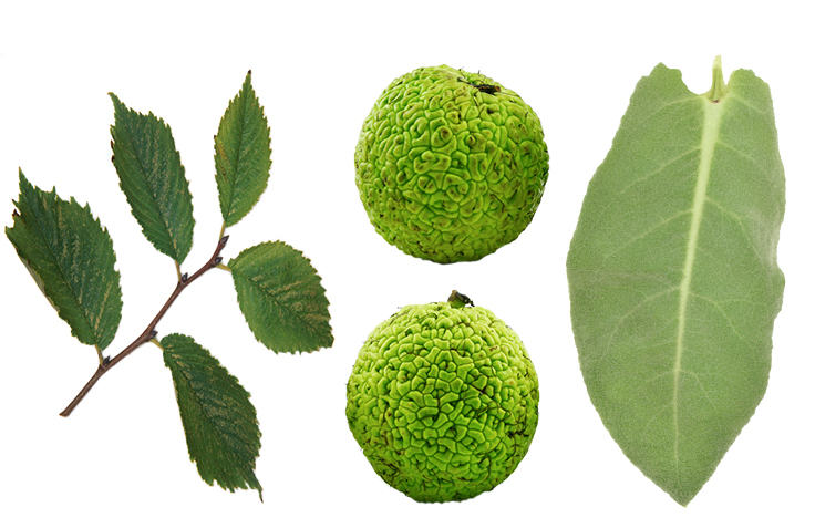 Slippery elm leaves, Osage orange, and large, soft leaves of the mullein plant