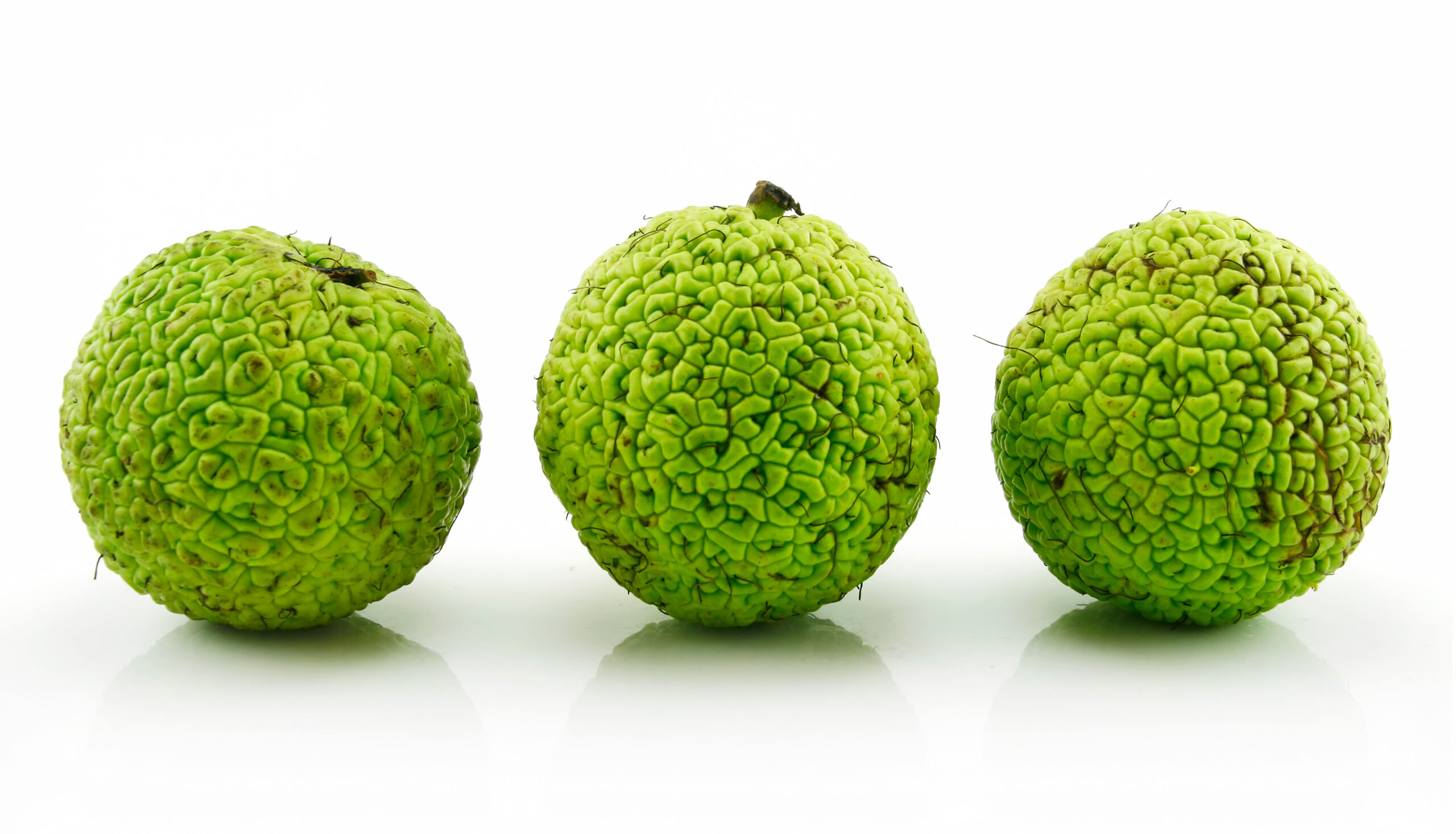 Osage Orange (Maclura) Isolated on White. Image shot 04/2010. Exact date unknown.