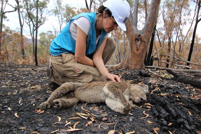 Romane Cristescu with a koala that survived the bushfires, but died afterwards.