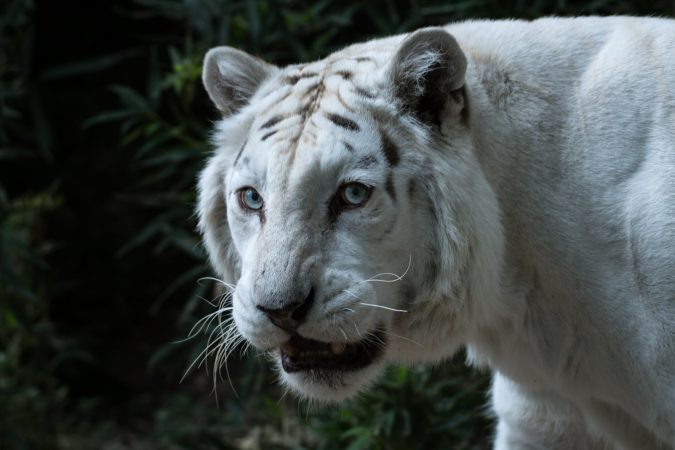 "Albino" tigers are often just captive individuals bred for specific, atypical features.