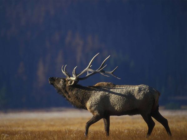 A bull elk bugles in a field.