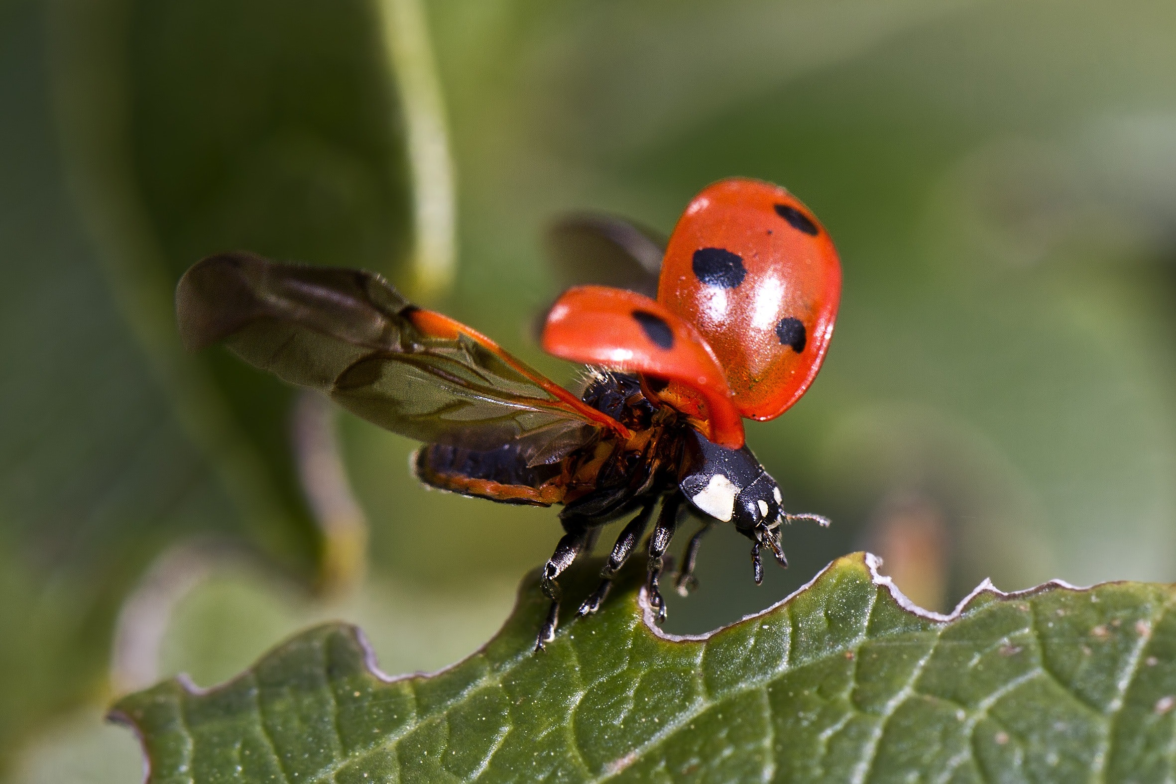 ladybug flying