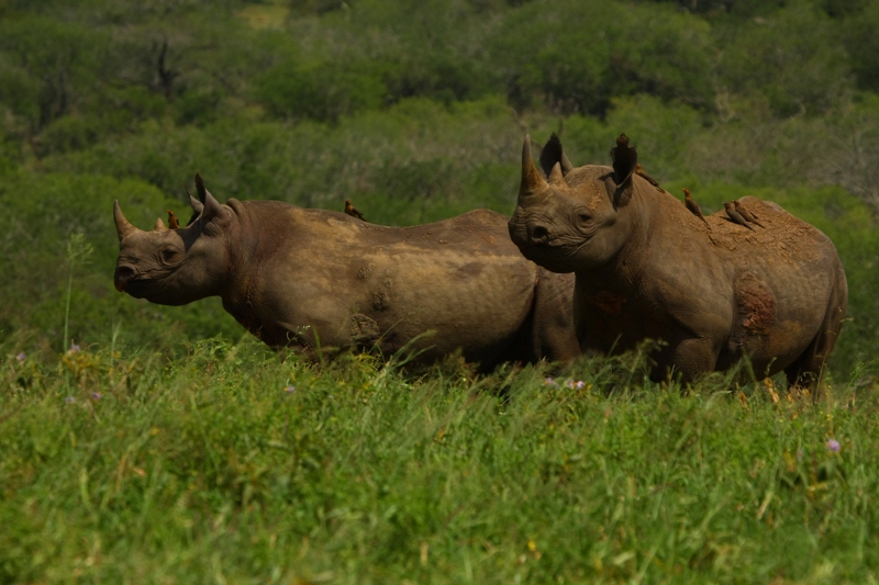 Rhinos with oxpeckers on their back.