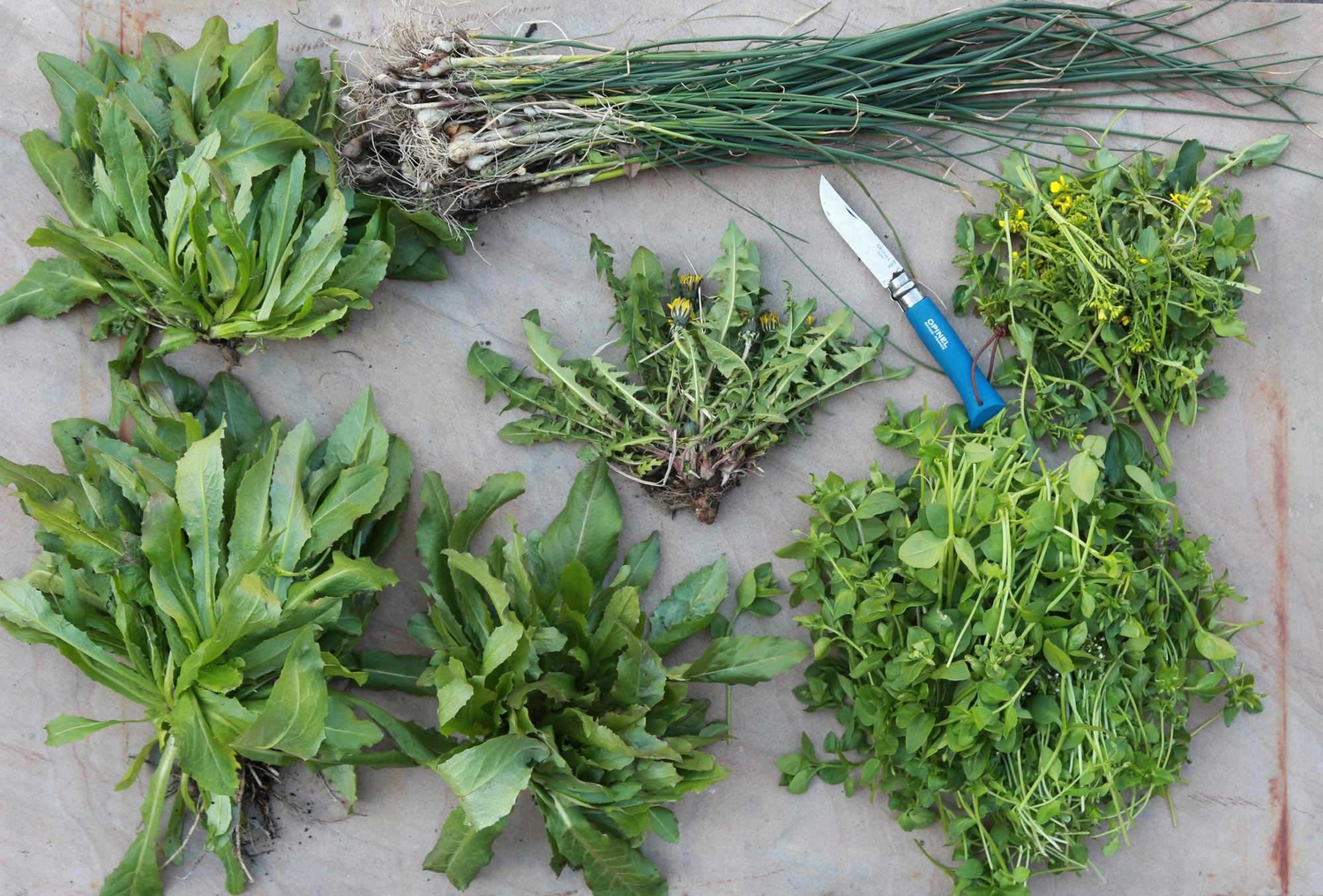 a selection of invasive, edible weeds on a gray surface, with a knife among them