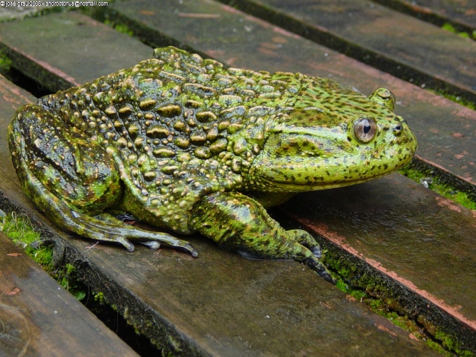 Calyptocephalella gayi frog.