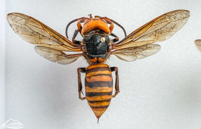 Asian giant hornet