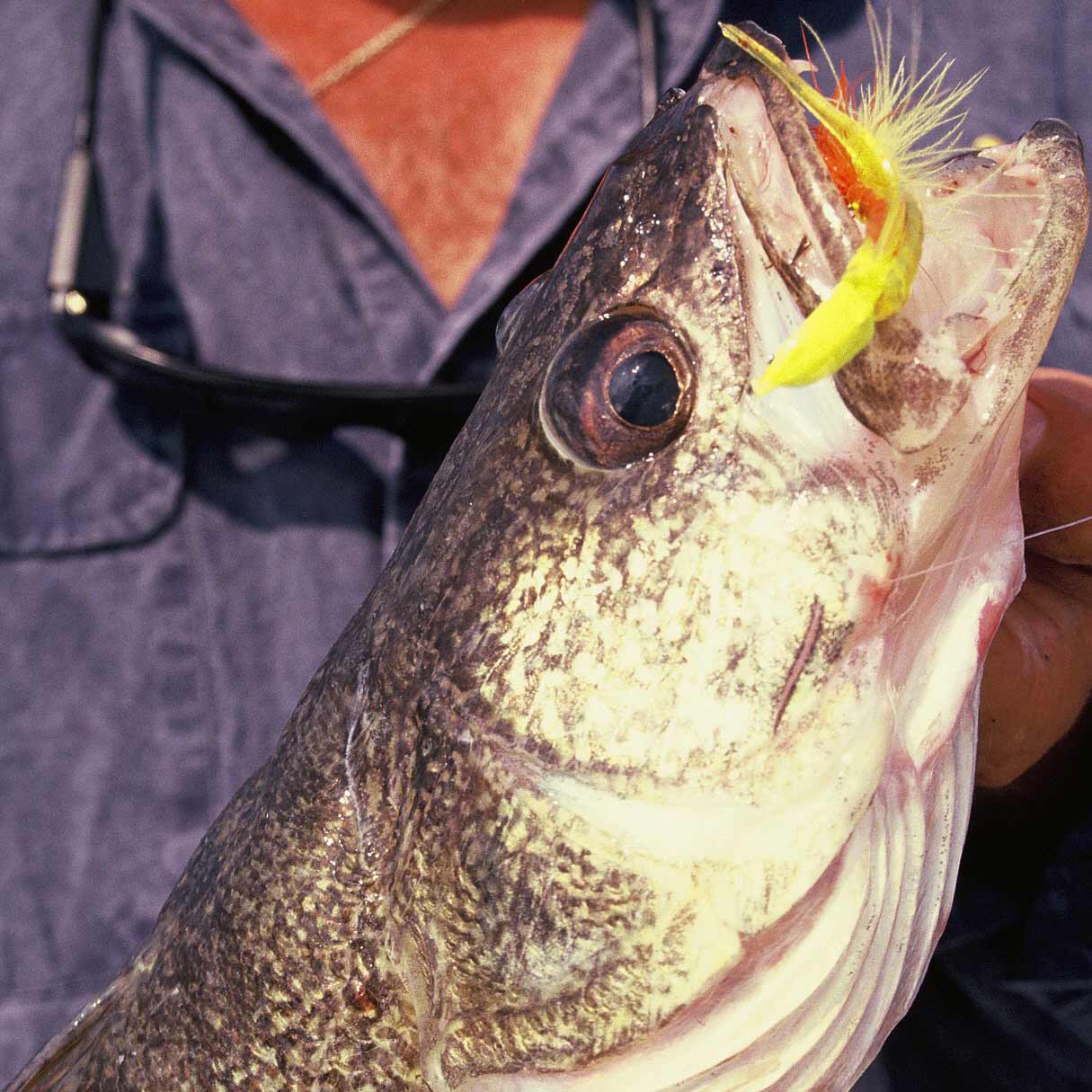 A walleye on a fishing jig