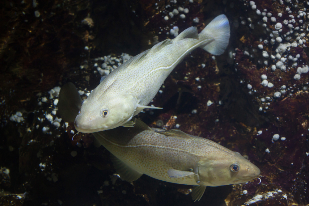 Atlantic cod