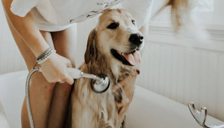 Dog in the tub getting a bath