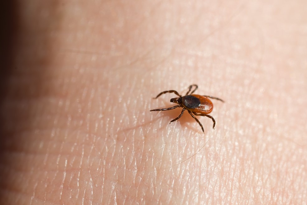 The deer tick, or blacklegged tick, is famed for spreading Lyme disease.