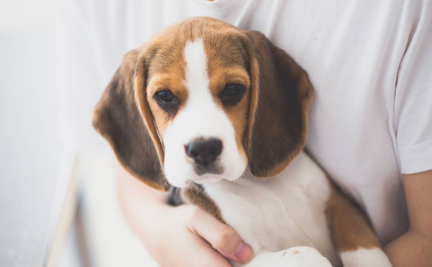 Beagle puppy