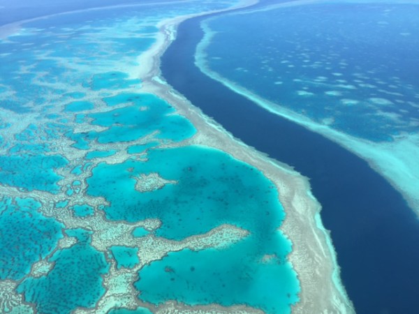 overhead view of a coral reef