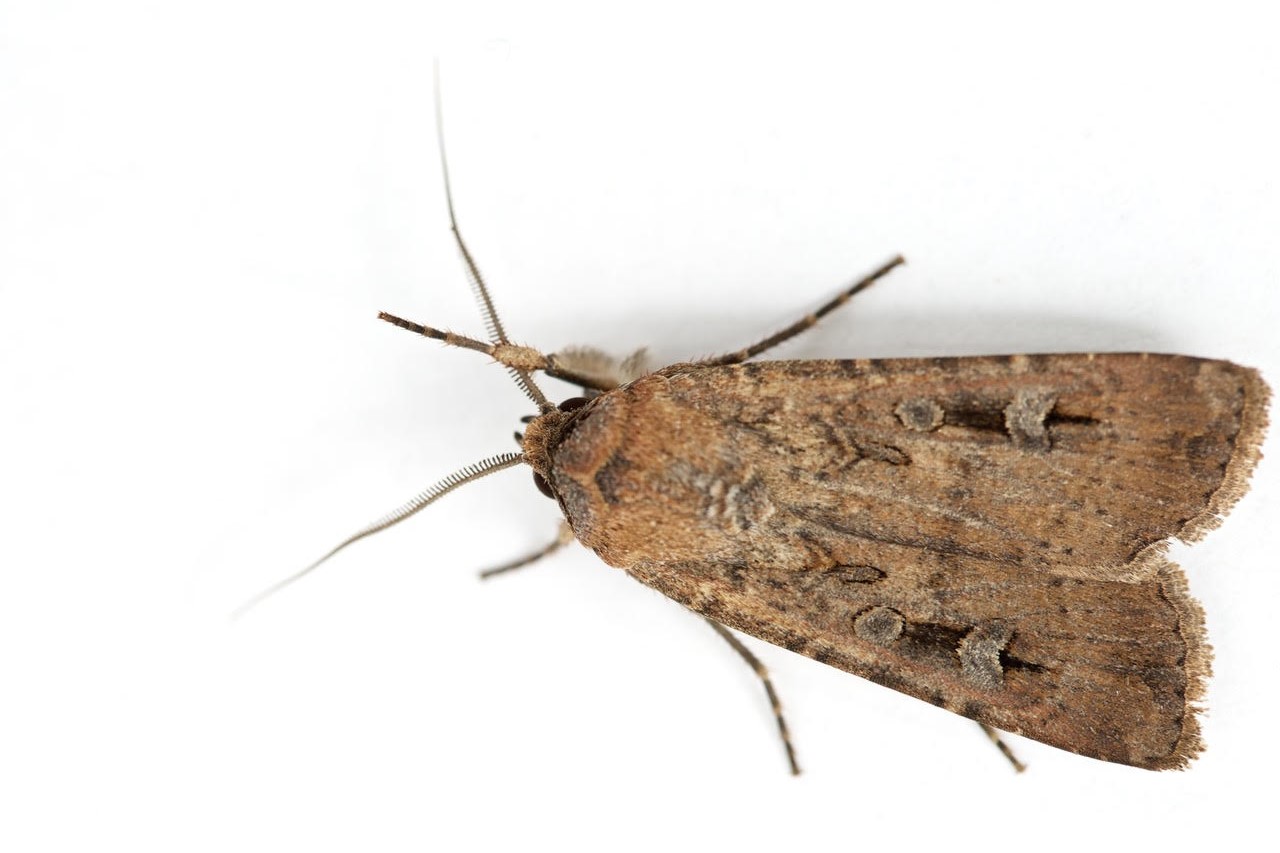 An inch-long bogong moth covers hundreds of miles of Australian terrain to return to its birthplace.