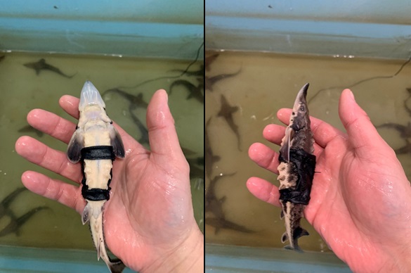 Scientists put fanny pack trackers on young lake sturgeon to learn where they wander.