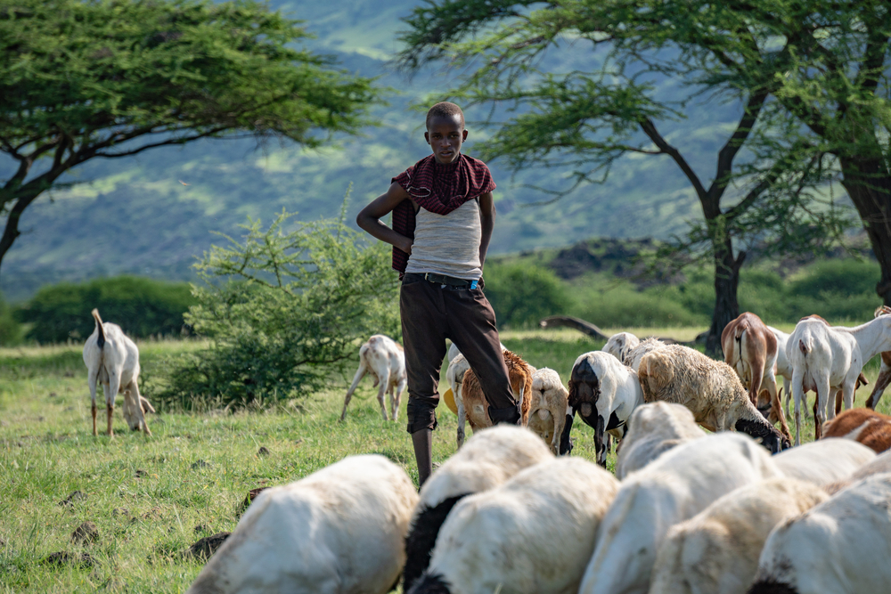 A Maasai youth with a goat herd in Tanzania