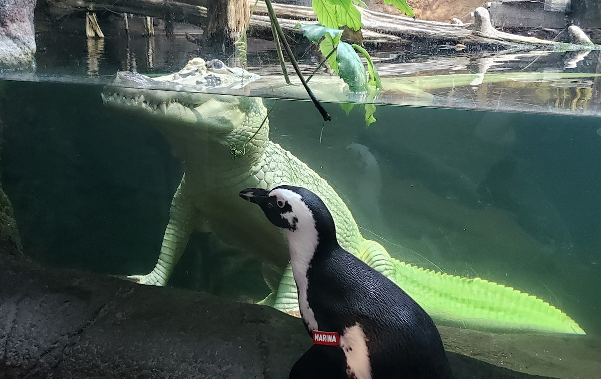 The Audubon Aquarium of the Americas in New Orleans let Marina, the African penguin, take a mini safari. Here she check out a hypomelanistic crocodile safely from the other side of the glass.