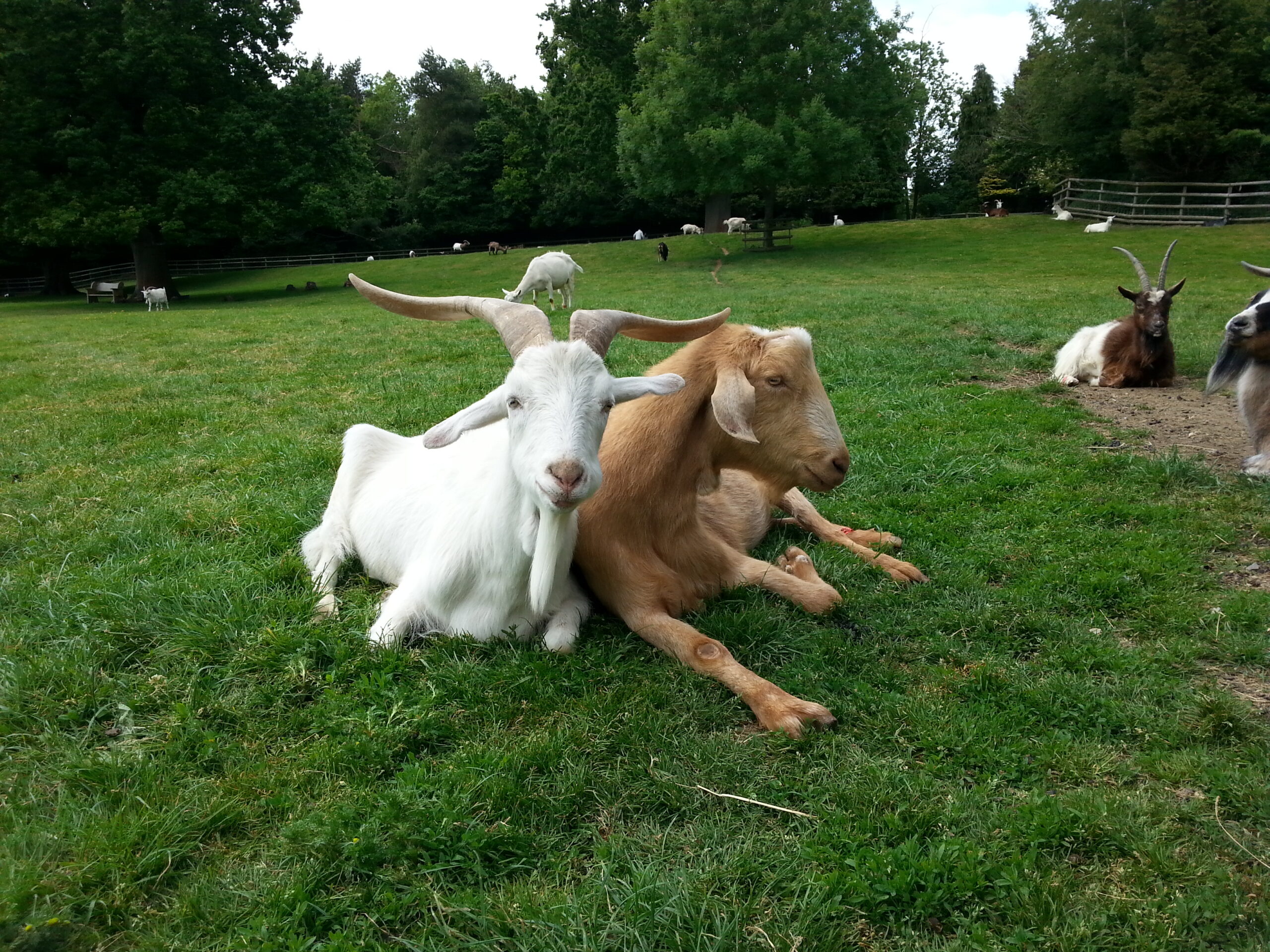 two goats in a field leaning against each other