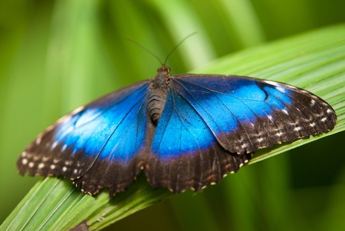 A blue morpho butterfly spread out on a plant