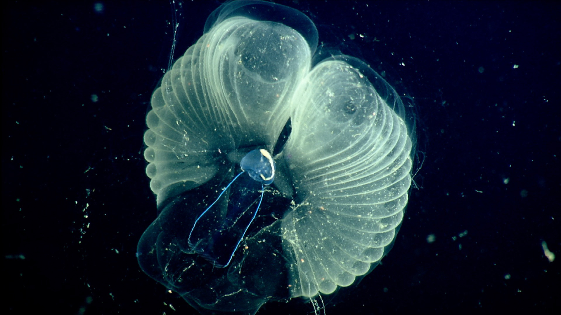 Close up view of a "giant larvacean" (blue tadpole-like animal) and its "inner house."