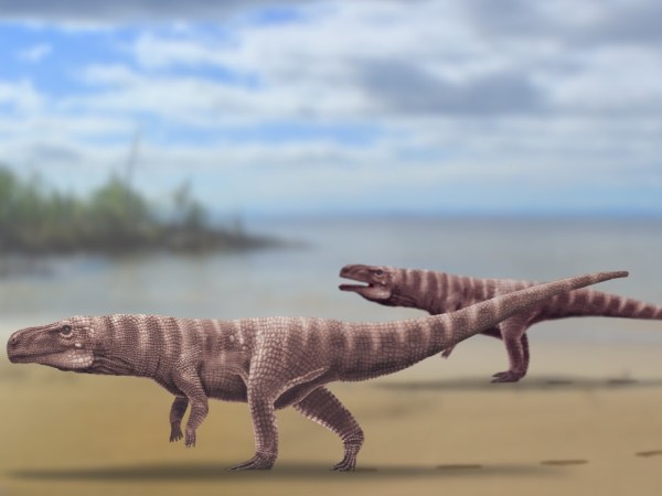 ancient ancestor of the modern crocodile, which walked on two feet.