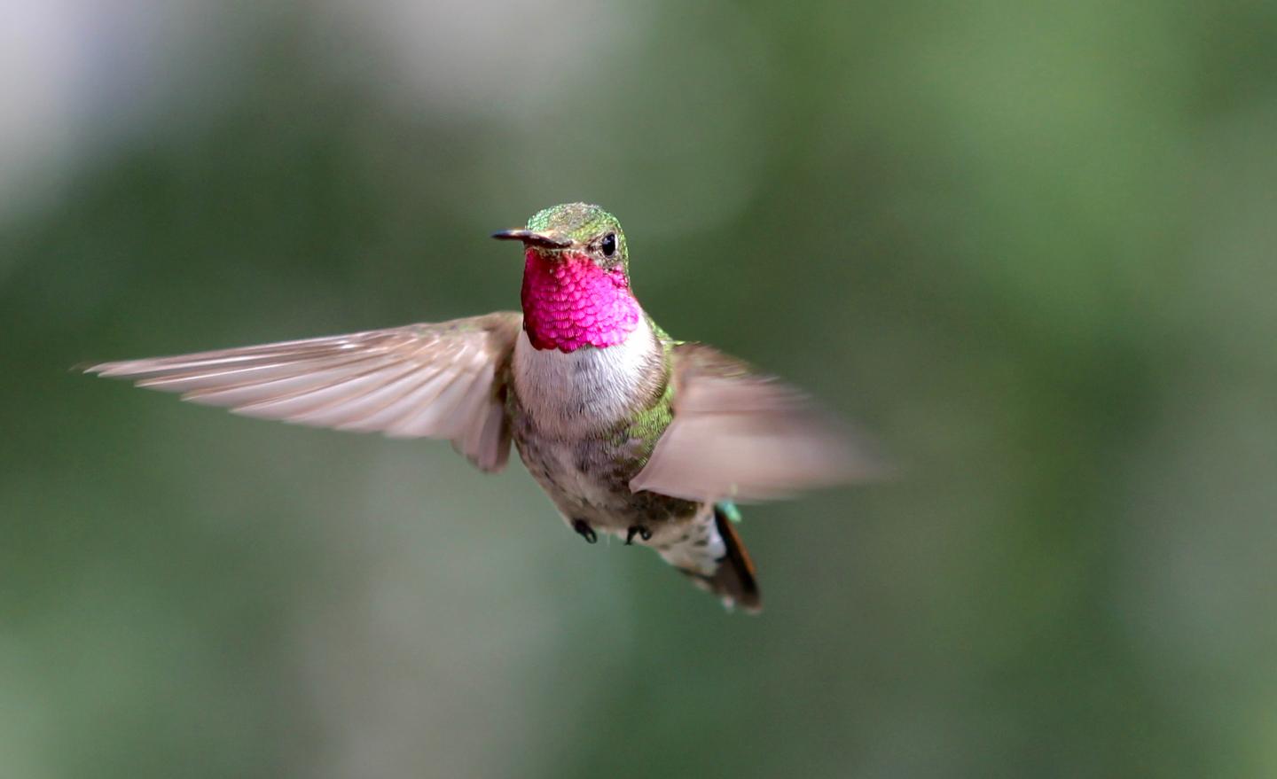 hummingbird