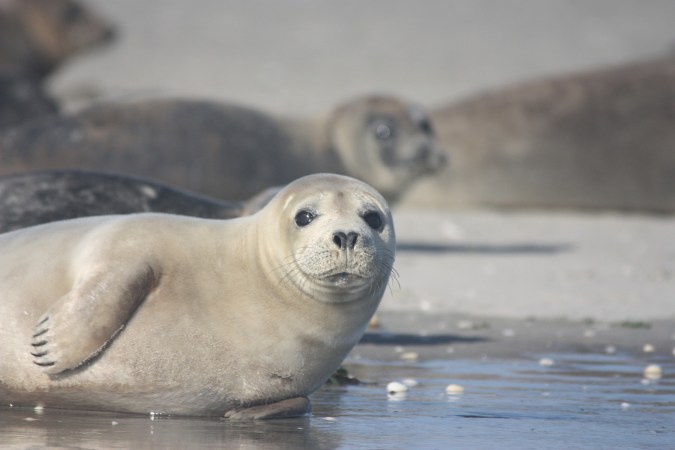 harbor seals