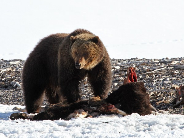 A grizzly bear walking through the snow.