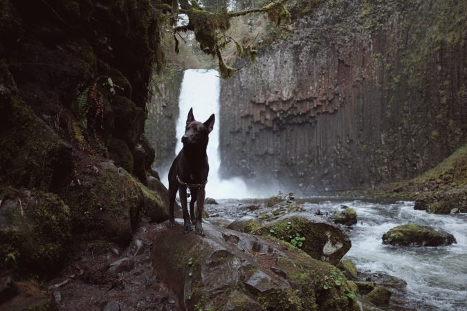 A black shepherd dog along a river