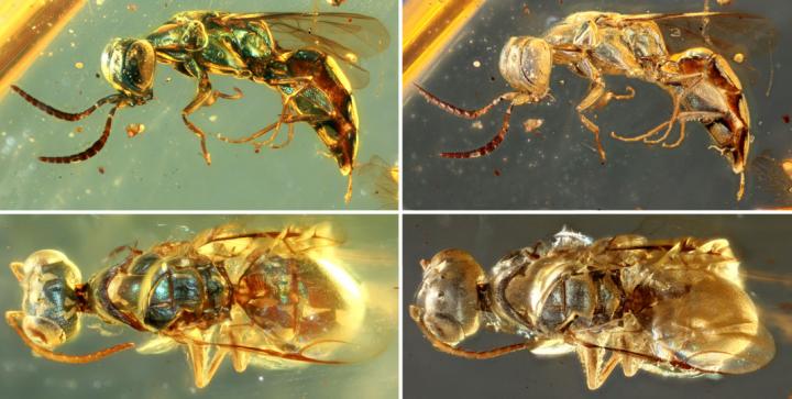 insects preserved in amber