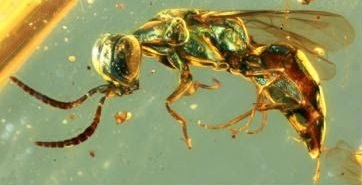 Insects from the mid-Cretaceous period preserved in amber were found in present-day northern Myanmar.