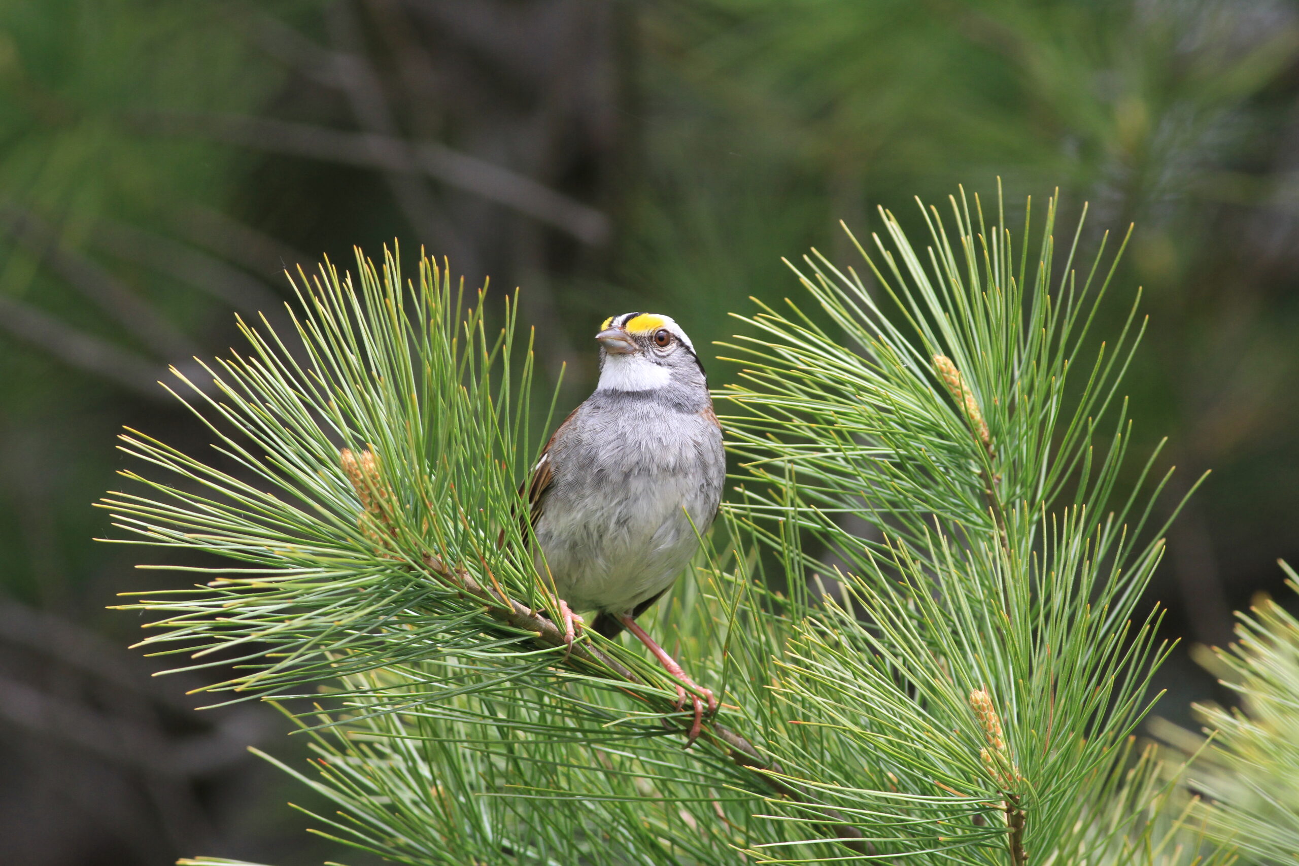 a white-throated sparrow