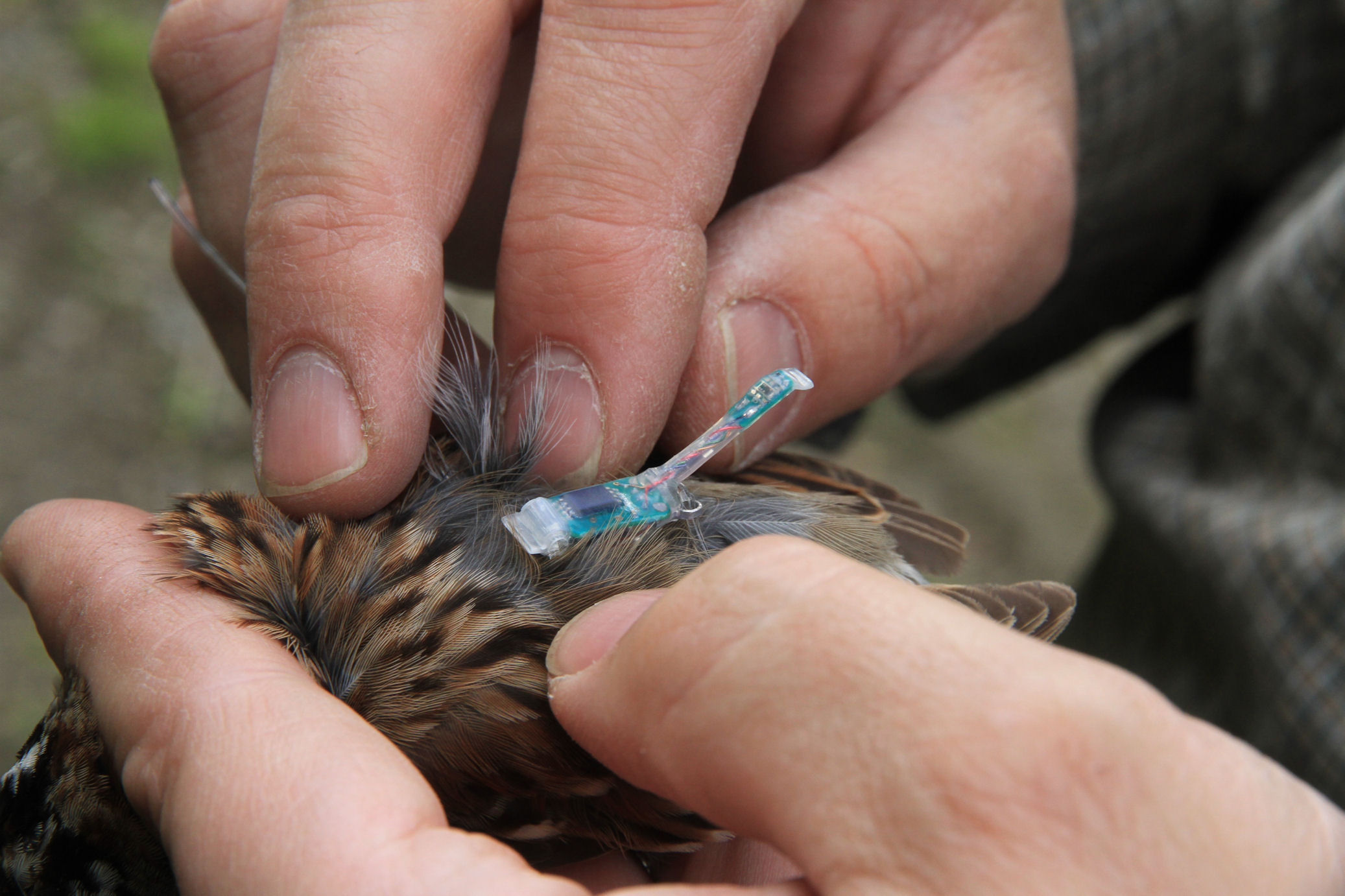 birds with tracking devices