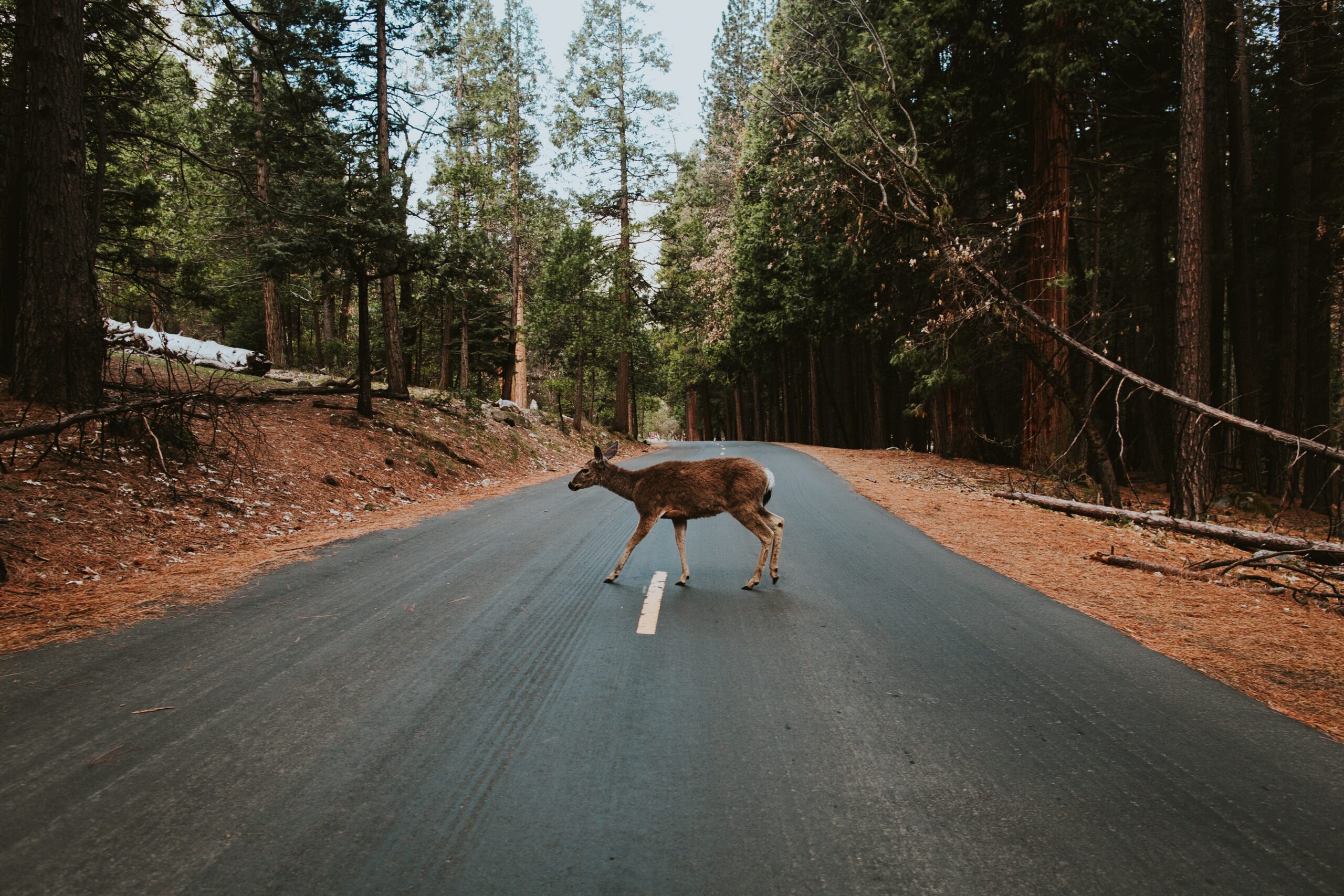 A doe crossing a road in Yosemite National Park