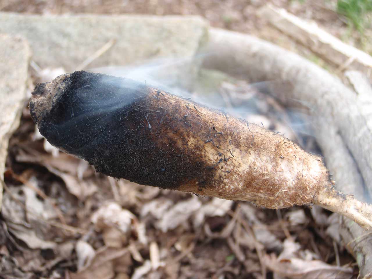 A burning cattail plant.