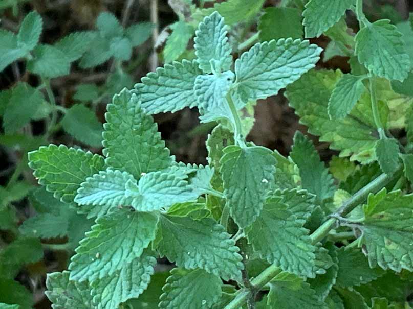 A branch of catnip leaves.