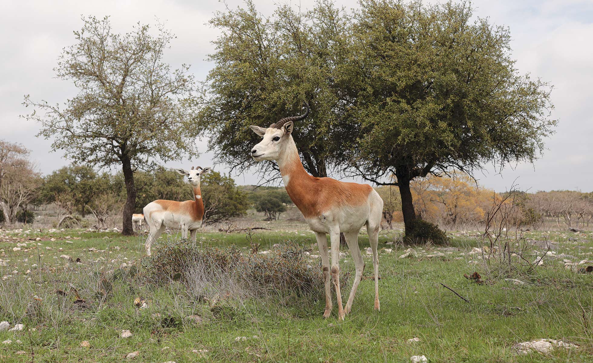 Dama gazelle