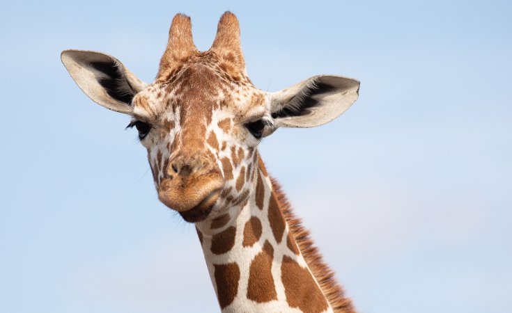 giraffe