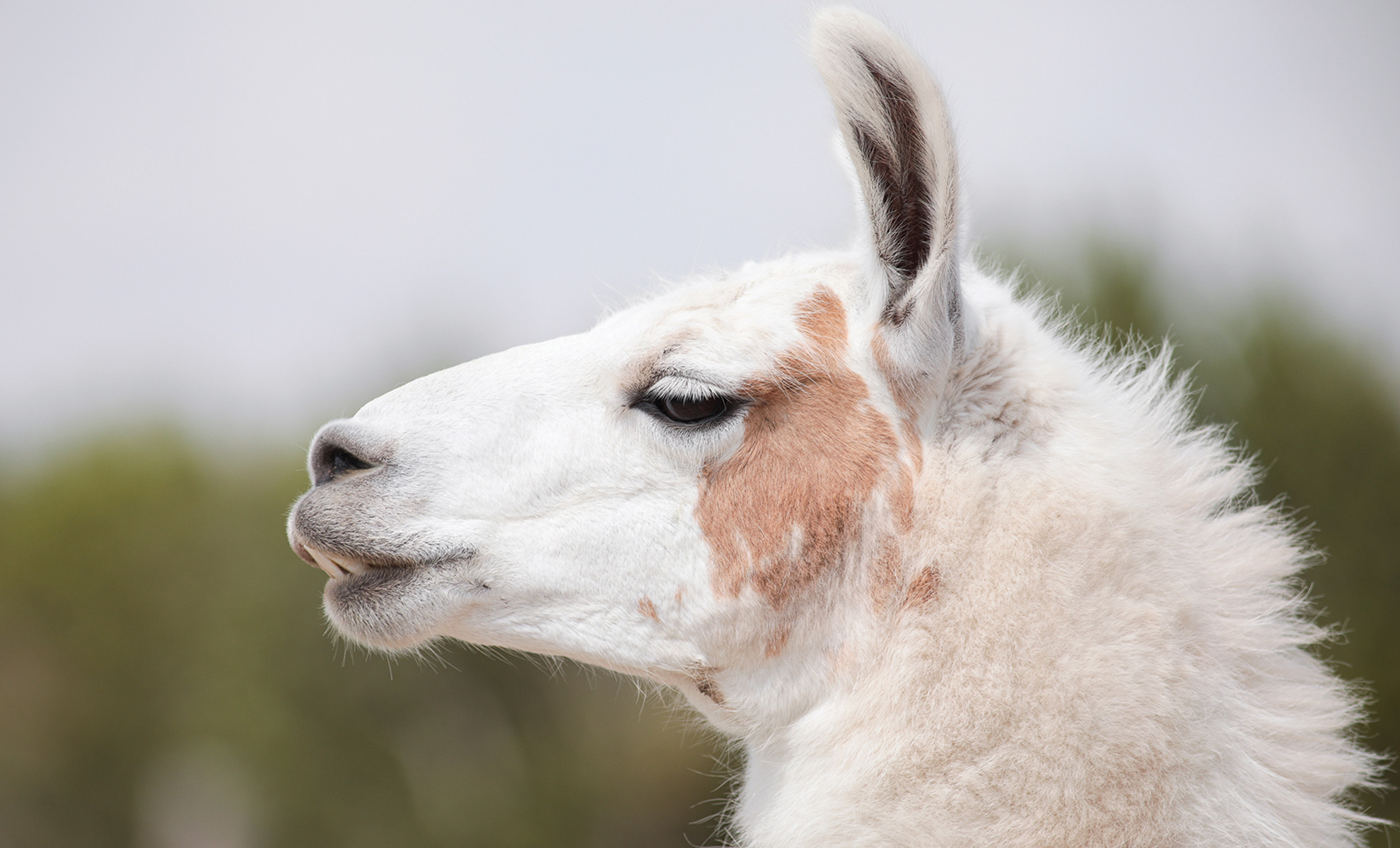 Llama at the Y.O. Ranch Headquarters