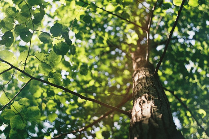 tree branches