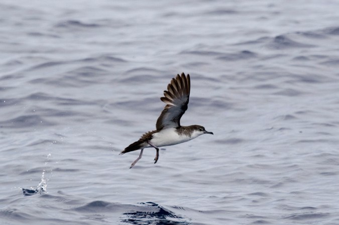 An Audubon's shearwater over water