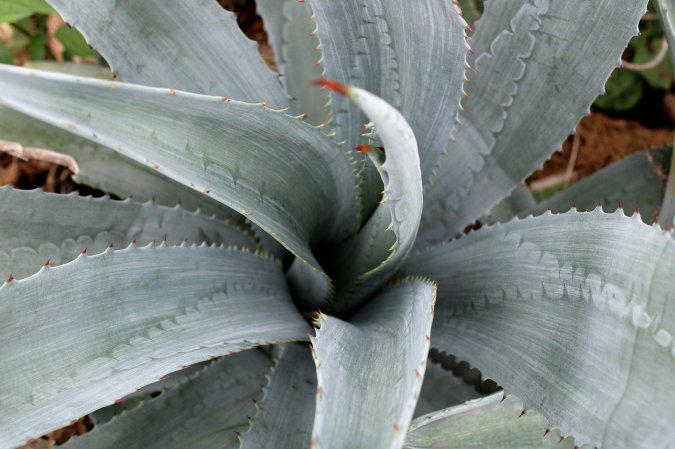 A blue agave plant