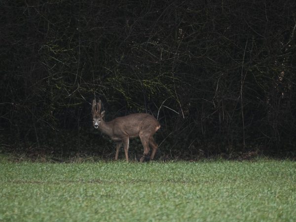 A buck in a grassy field