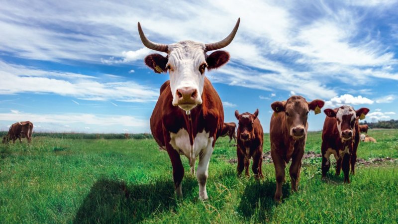 cows in a pasture