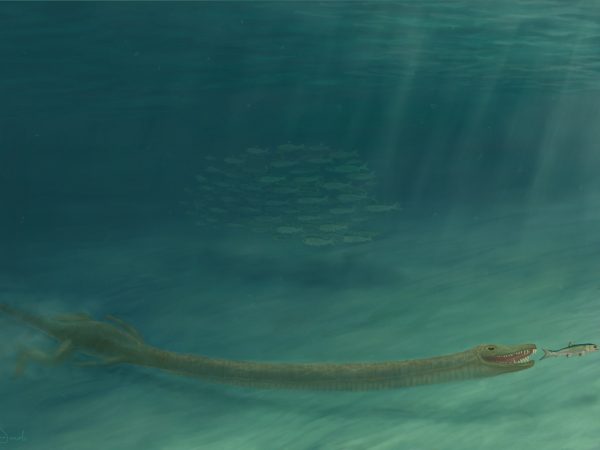 artist representation of Tanystropheus