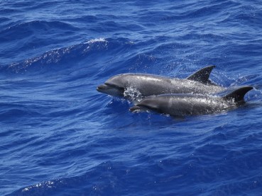 Manmade pollutants could be harming marine mammals more than we think