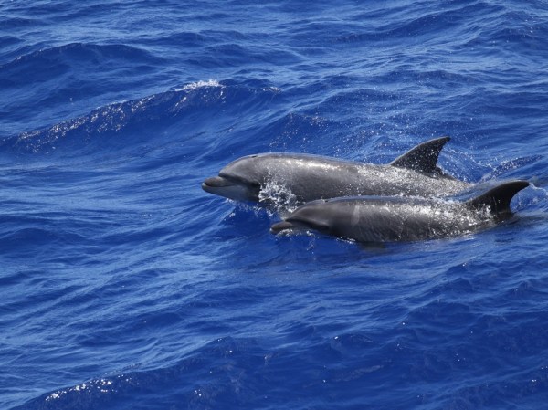 bottlenose dolphins