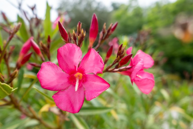 Nerium oleander serves as a common ornamental flower