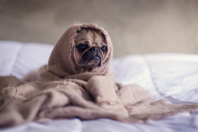 Cuddled up pug.